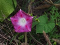Common Morning Glory